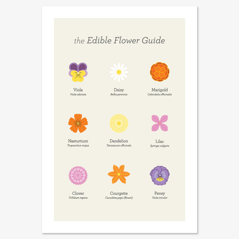 Edible Flower Guide - Proven Beauty